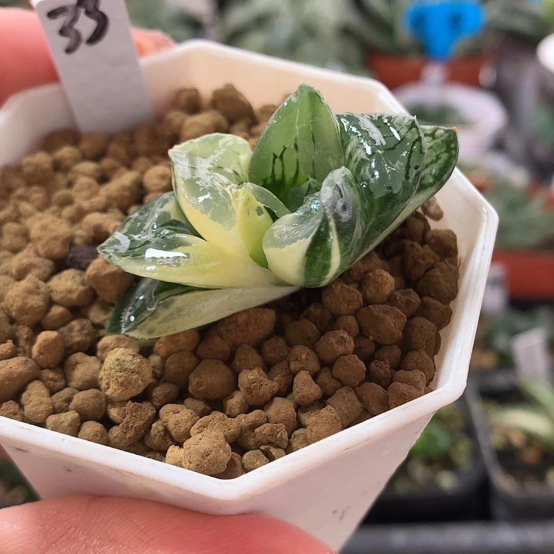 33号莫迪卡寿锦带盆土