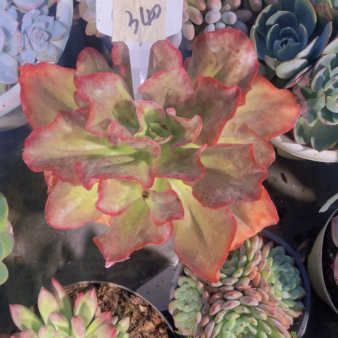 郭***芬000000000000000340