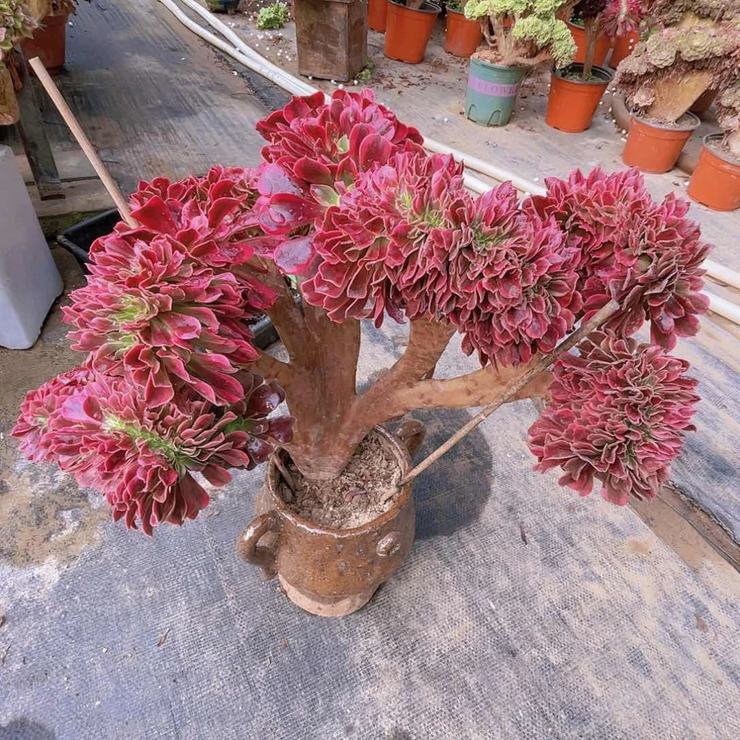 【闪购商品】无花朵美杜莎