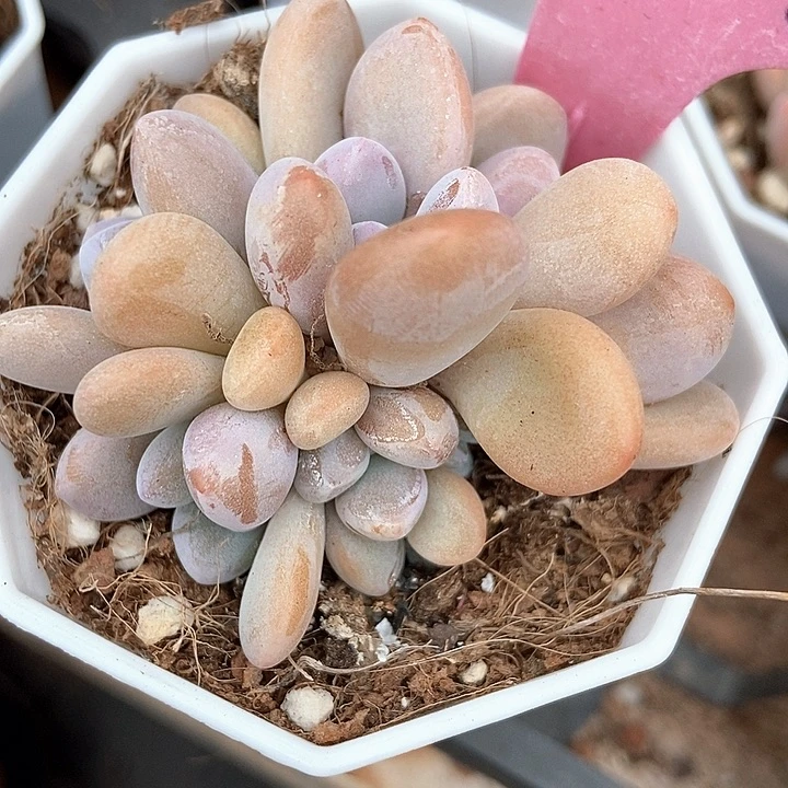 多肉植物粉兔五头1903