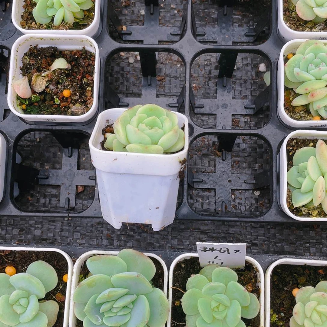 花****a尔本17 双头苗一个满25包邮