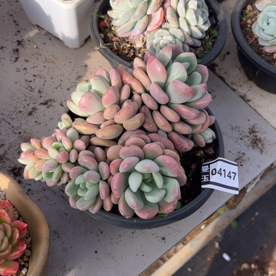 白鹭带朵朵缀多肉植物04147