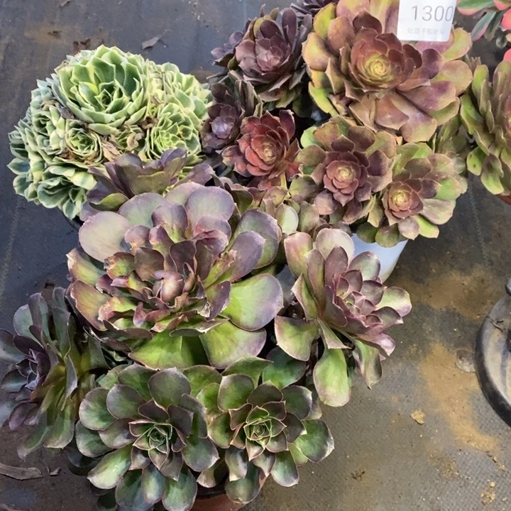 3盆多肉断头不包1300