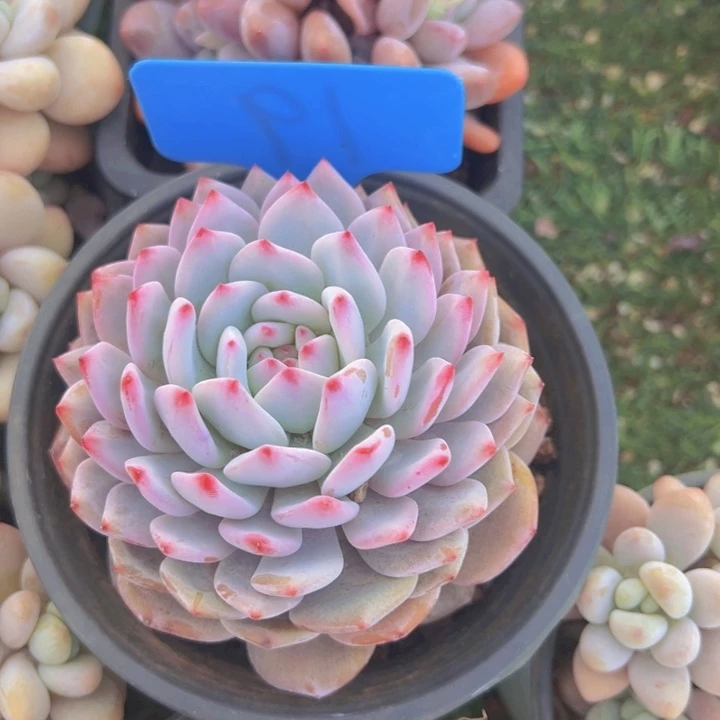 健健康康平平安安