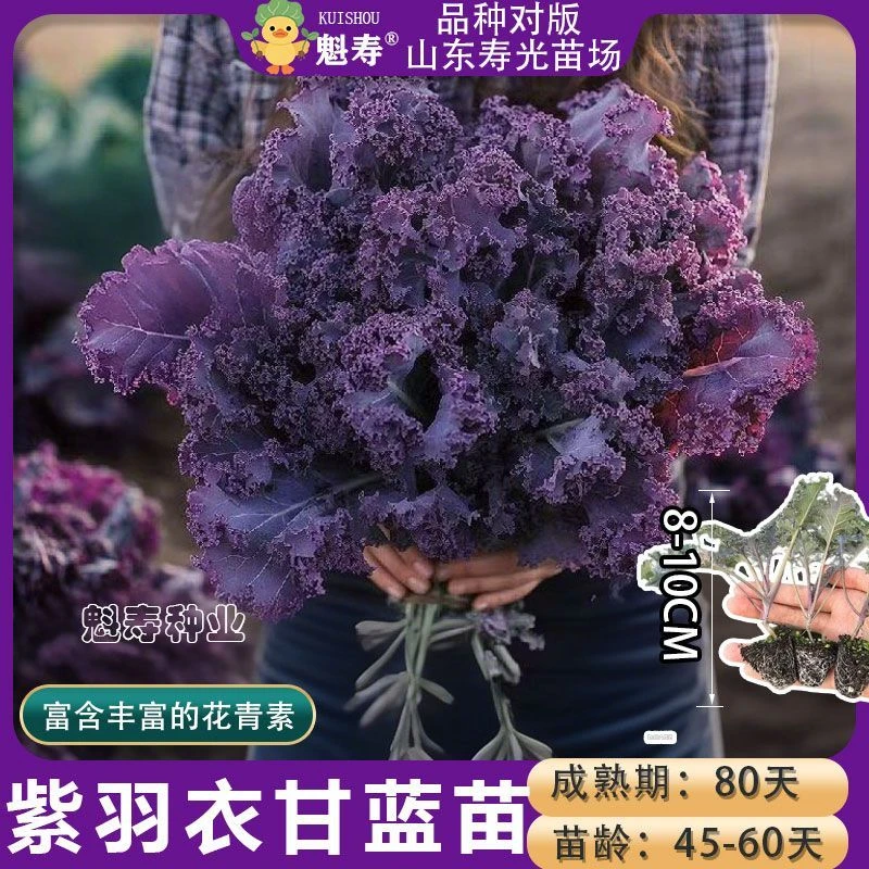 对版可食用羽衣甘蓝绿羽衣甘蓝苗蔬菜苗耐寒四季盆栽庭院