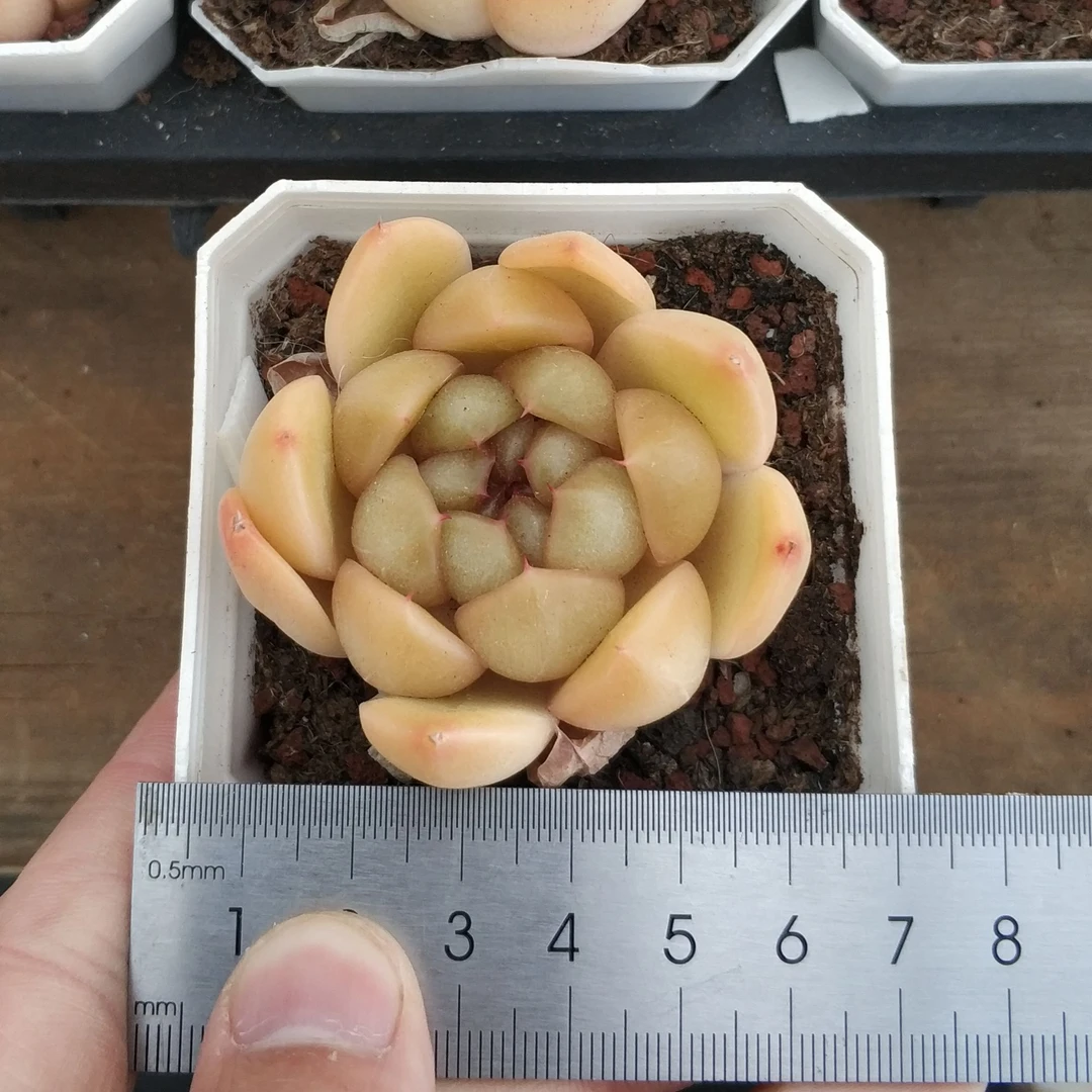 琥珀珍妮（单头）多肉植物