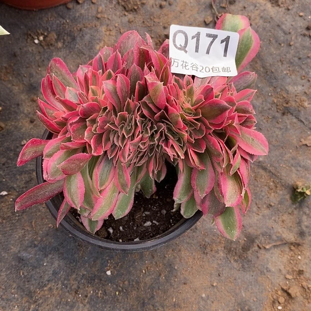 171女巫缀多肉植物