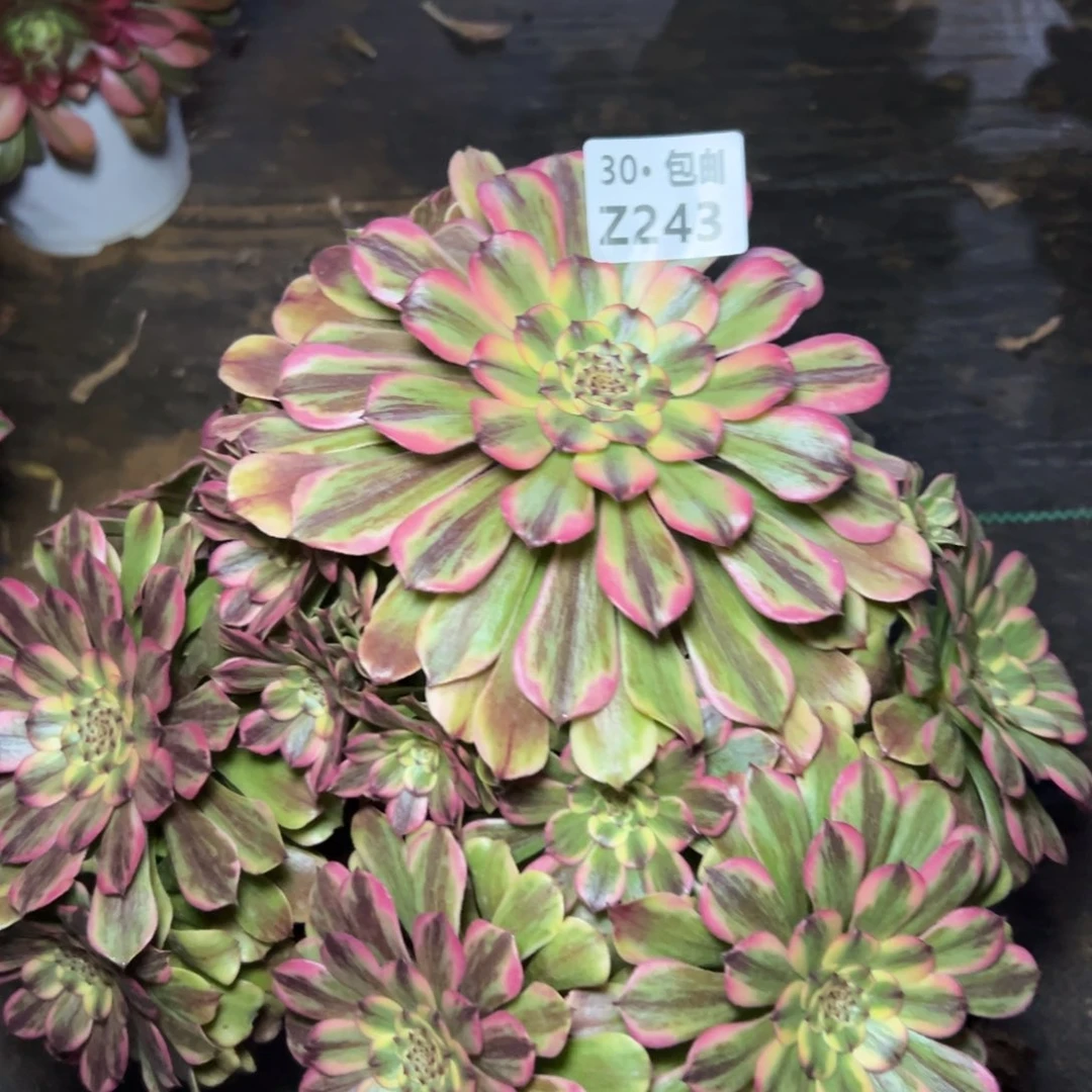 努****钱243 新品，多肉法师