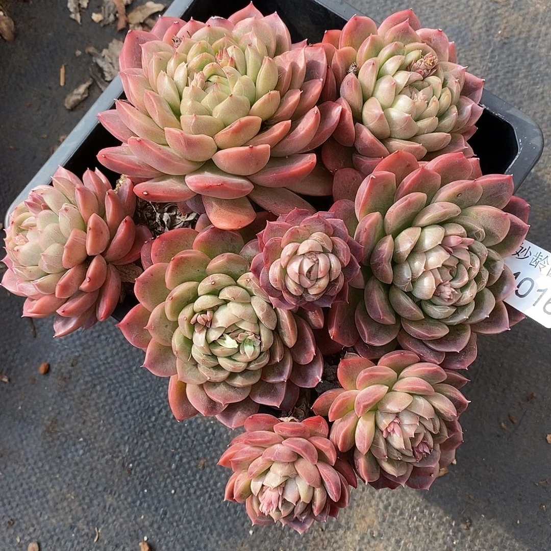 4016杂交老桩基地～18厘米