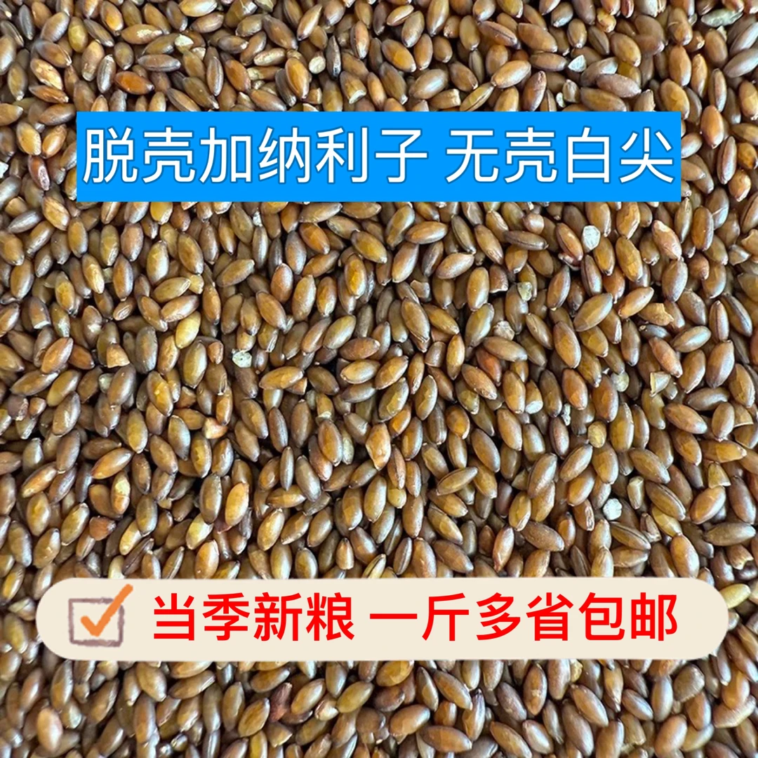 加纳利子脱壳鸟食金丝雀籽鸟粮无壳白尖鸟粮鹦鹉高级零食断奶辅食