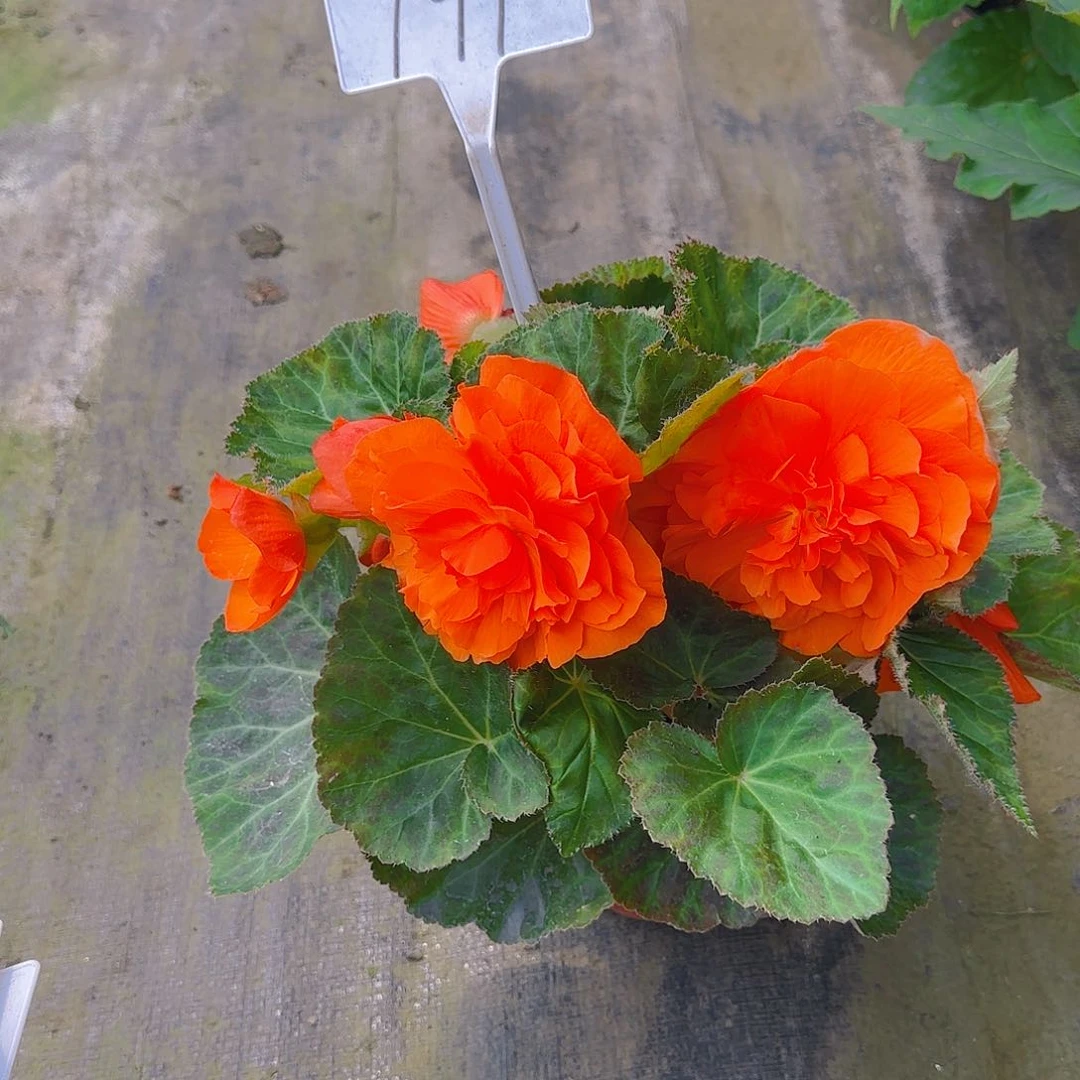 无花朵夫妻海棠种球系列191