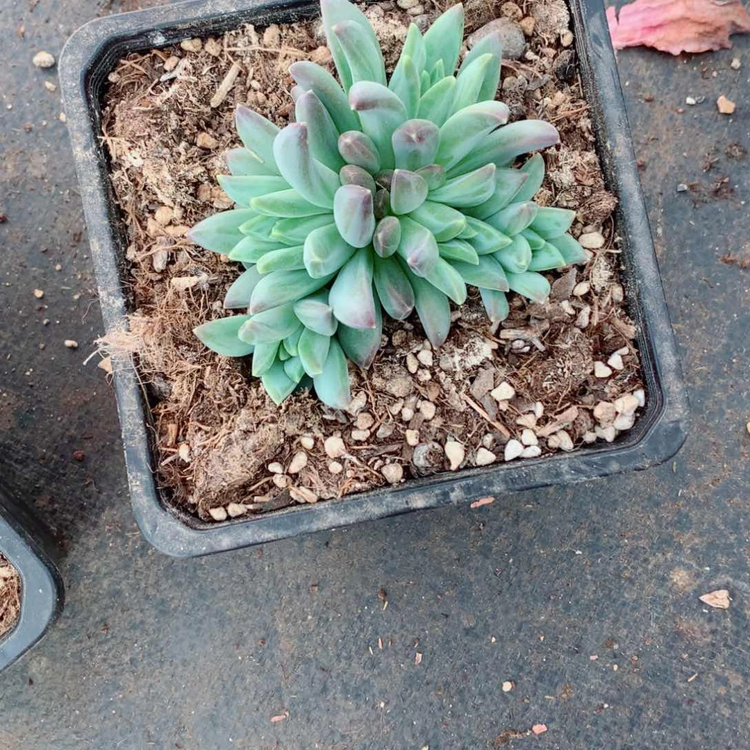 多肉植物多肉植物