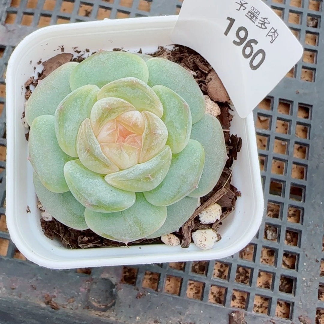 奶油黄桃，1960多肉植物