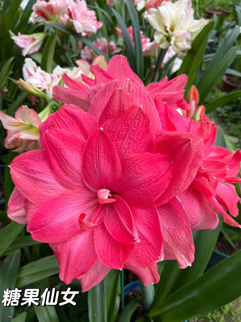 进口朱顶红糖果仙女《大花重瓣》