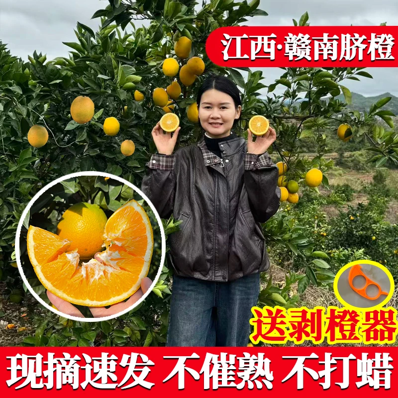 江西赣南脐橙 新鲜应季5斤10斤20斤新鲜采摘