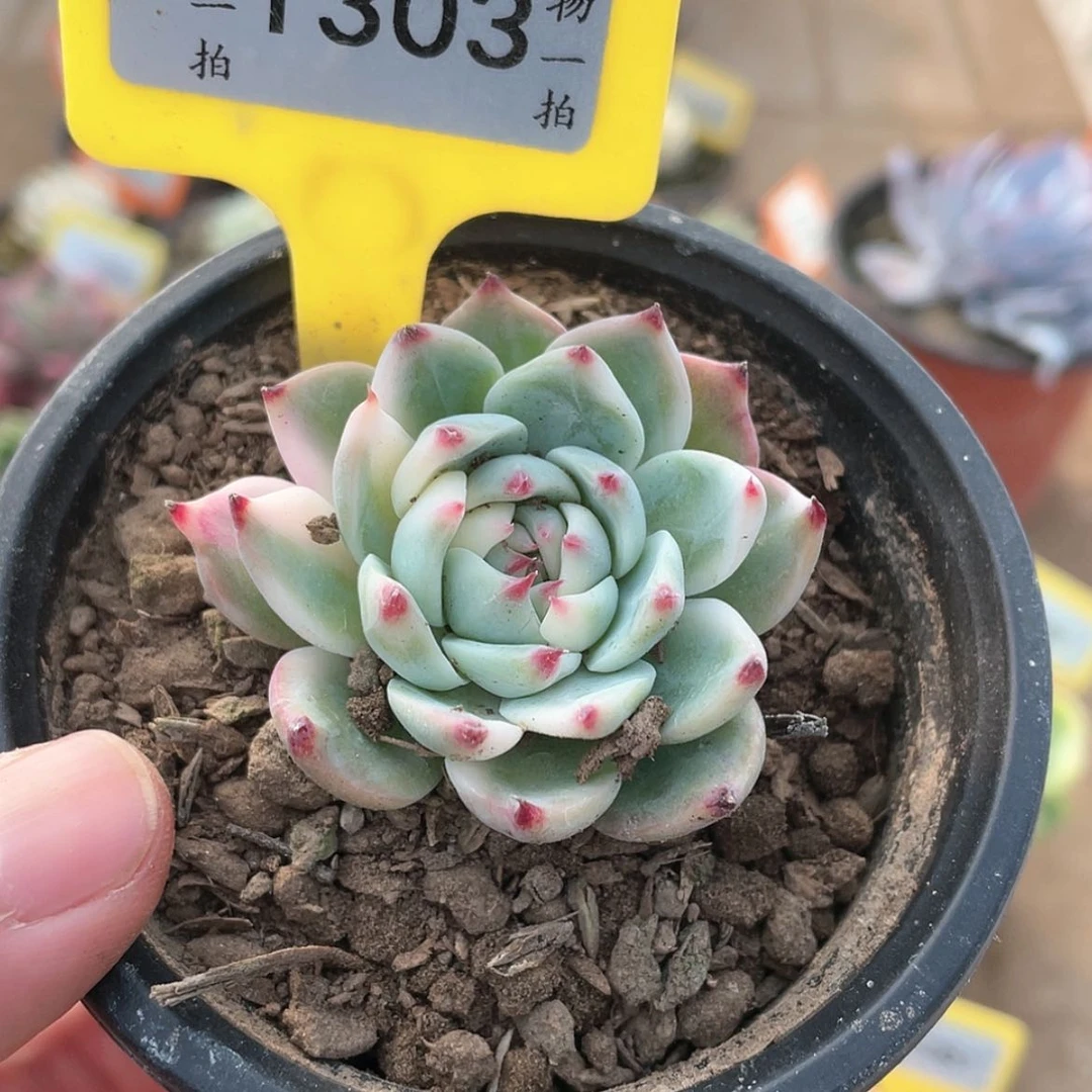 【闪购商品】1303号