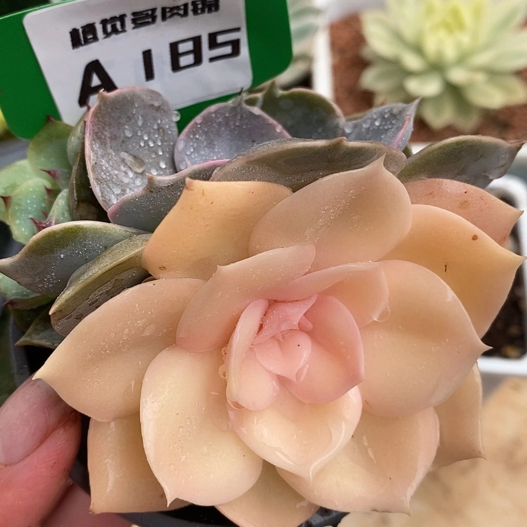 185双子座哈哈哈哈哈哈