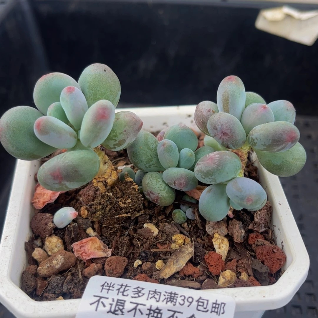 418-苹果奶多肉6cm