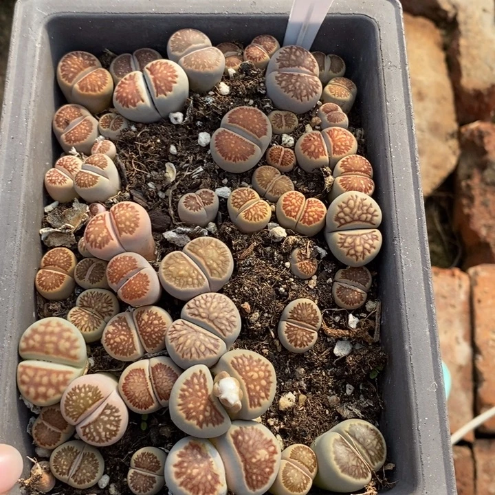 粉***心生石花等植物的生长发育893