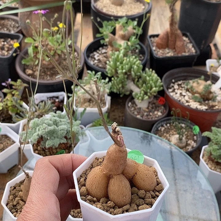 641紫花厚敦菊一一一一一一一一一