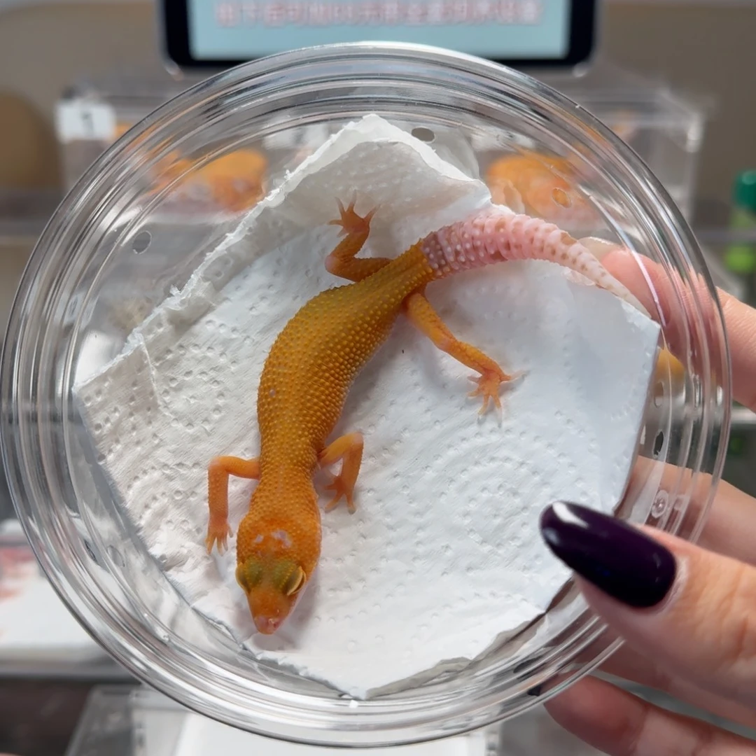 豹纹守宫台风迷母温