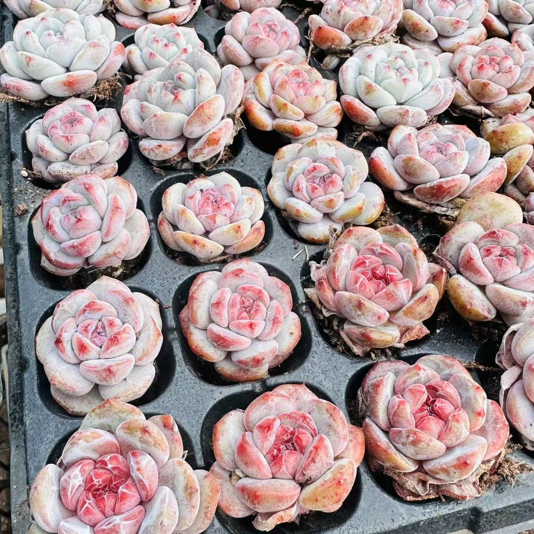 紫心星影 一整盘5棵 精品多肉