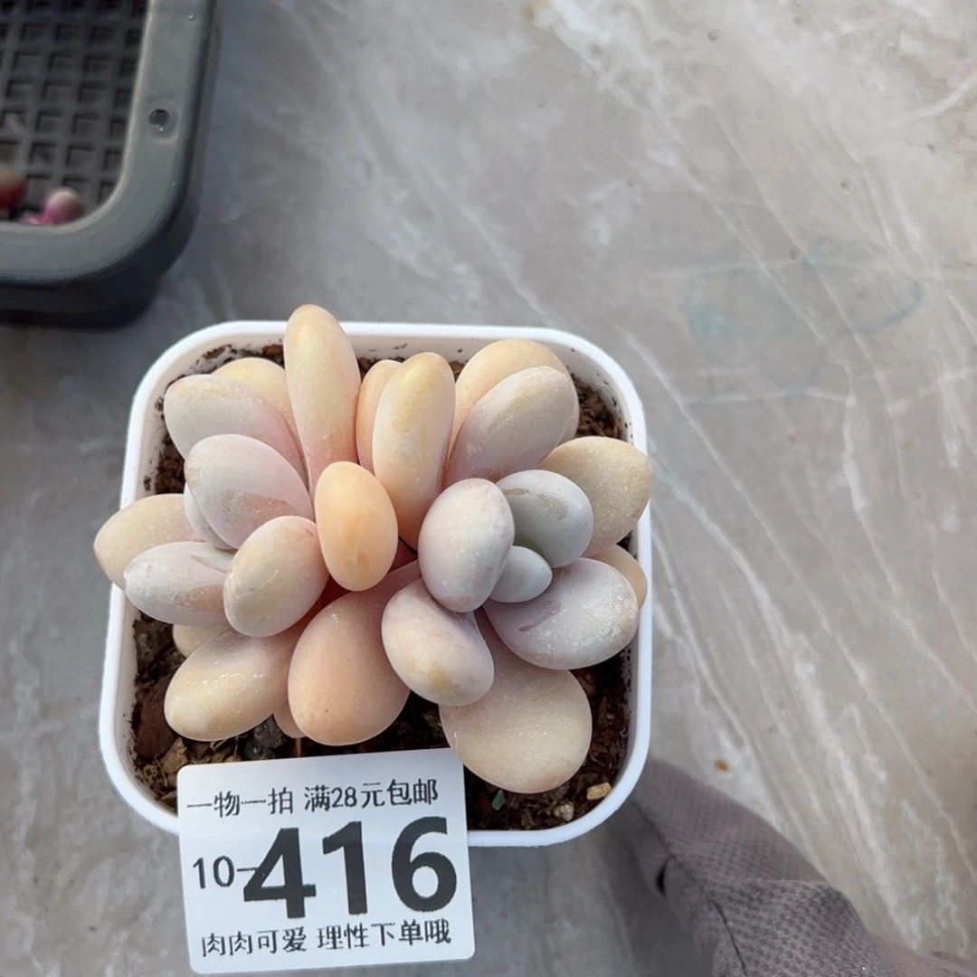 粉兔多肉多肉多肉多肉多肉多肉