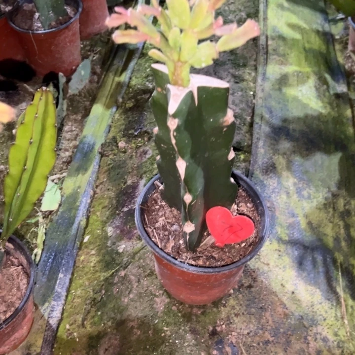 莽***泰当前无花栽培后可以开花045 77