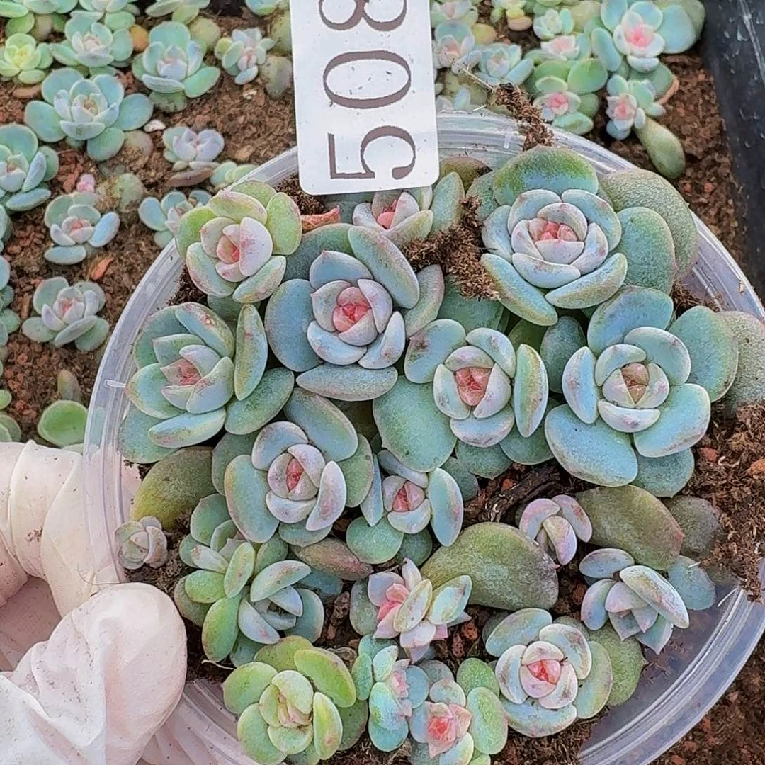 多肉植物多肉植物508