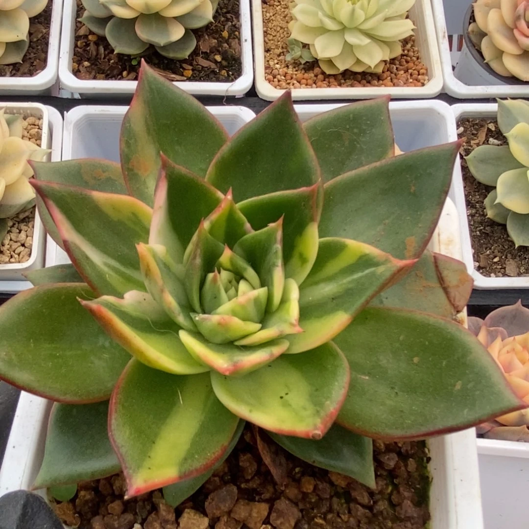 035藏宝图锦锦锦锦锦锦锦