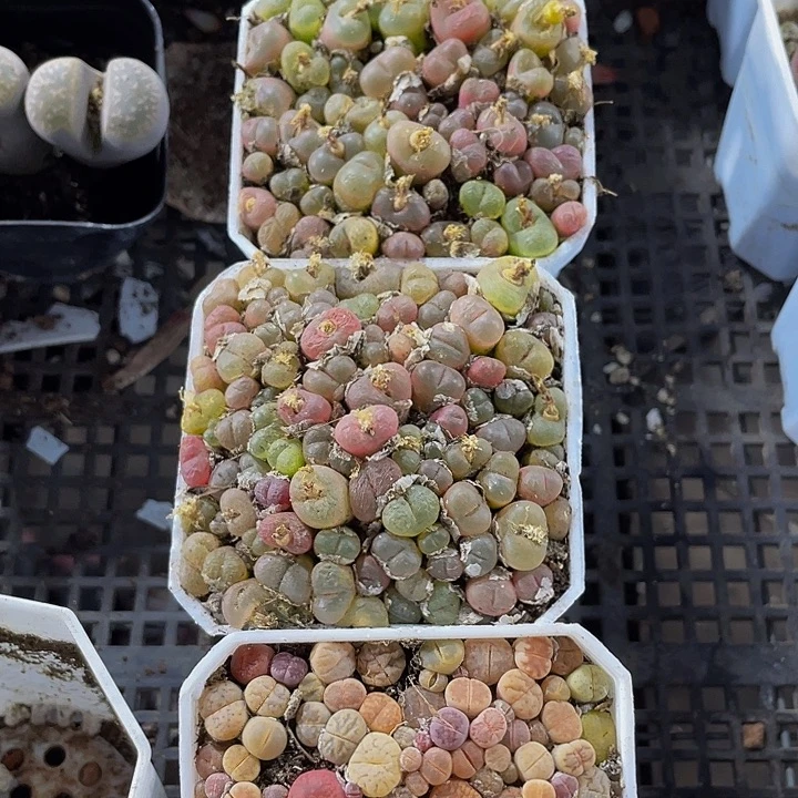 7方满盆毛汗泥带盆土发