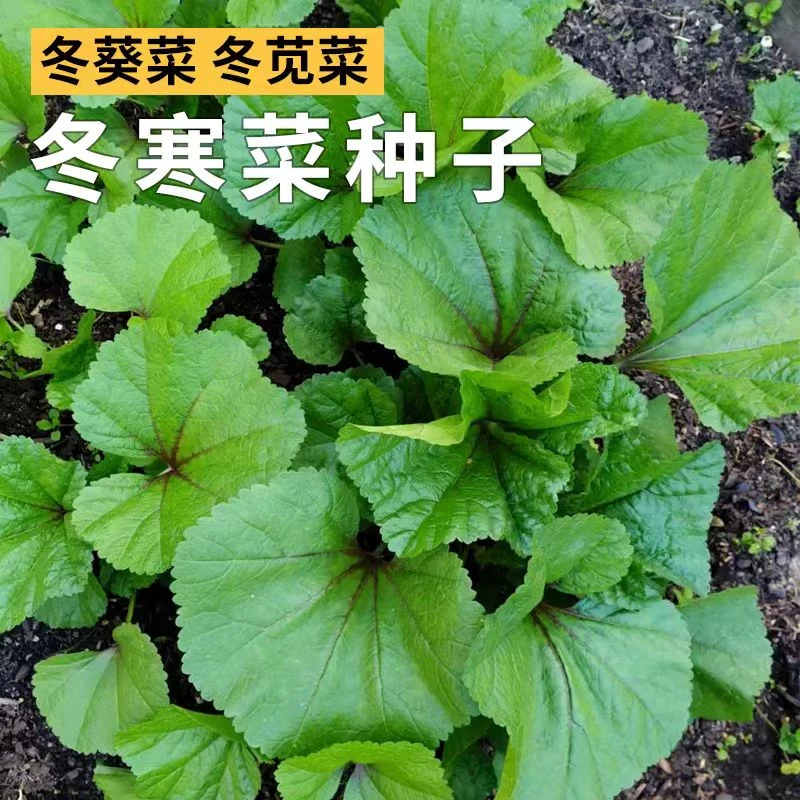 【香嫩冬寒菜种子】冬苋菜蔬菜种子易种庭院阳台盆栽冬寒菜易发芽