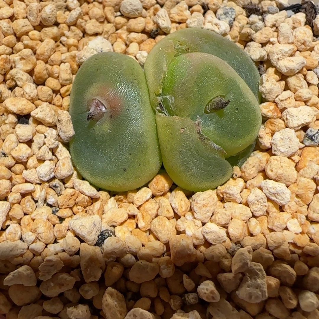 肉锥多肉植物百科-水晶鞋母本1244