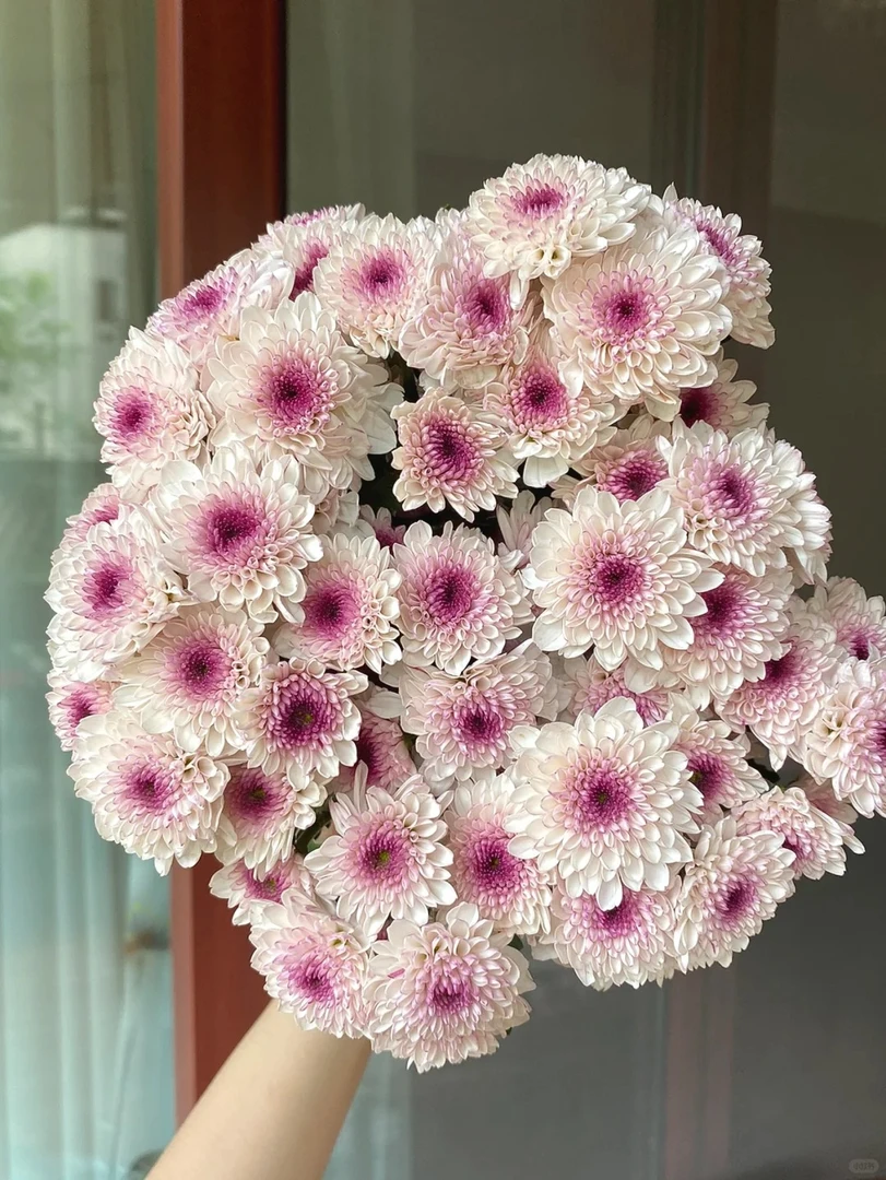 马蒂斯三文鱼小雏菊--收到第一时间醒花