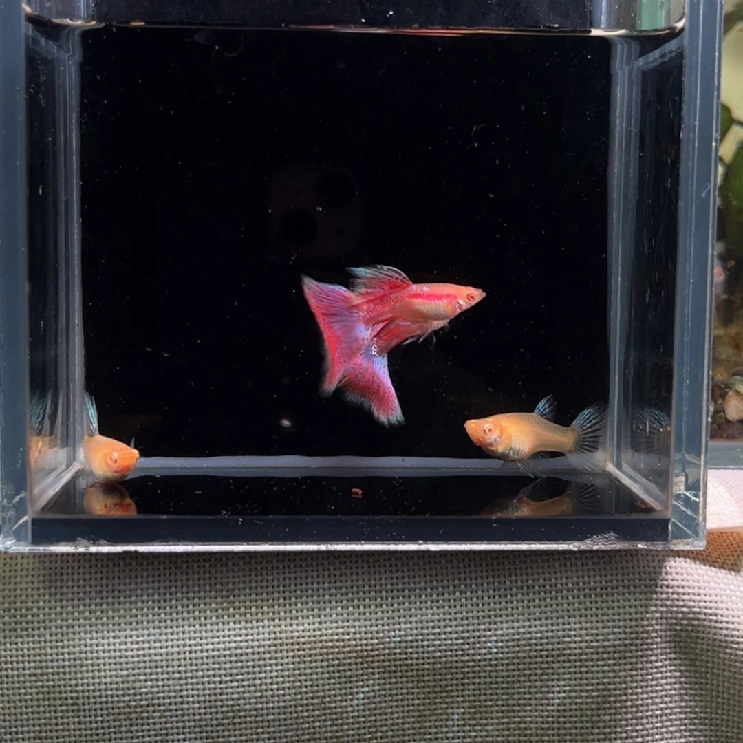 孔雀鱼竹节草一大包