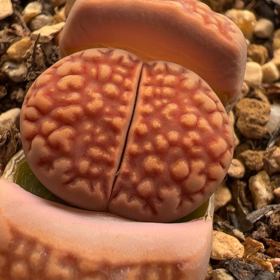 红巴黎多肉植物组合