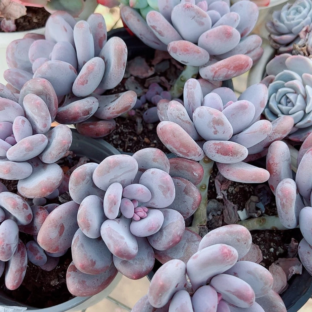 桃美人多头造型精品特价二盆