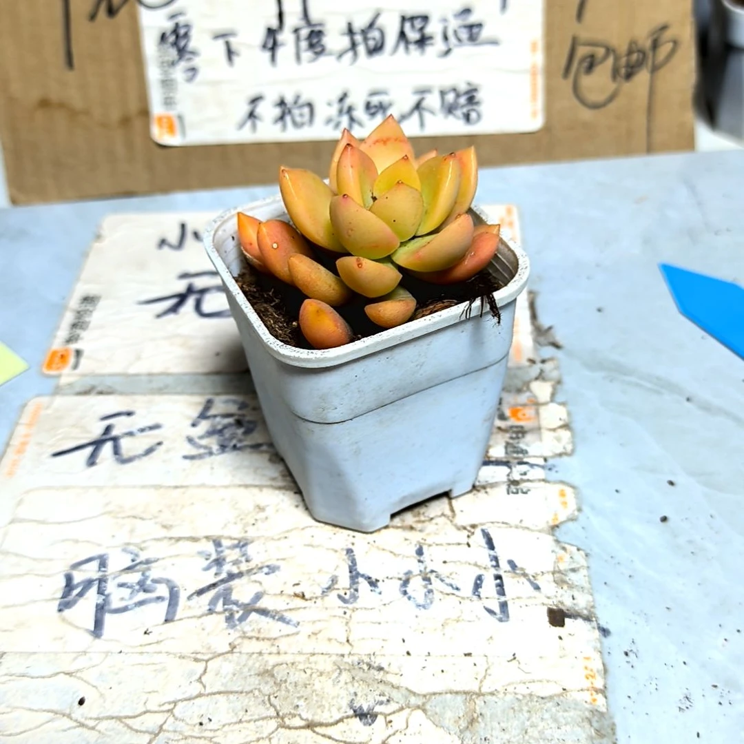 满9元包邮，黄丽俩颗