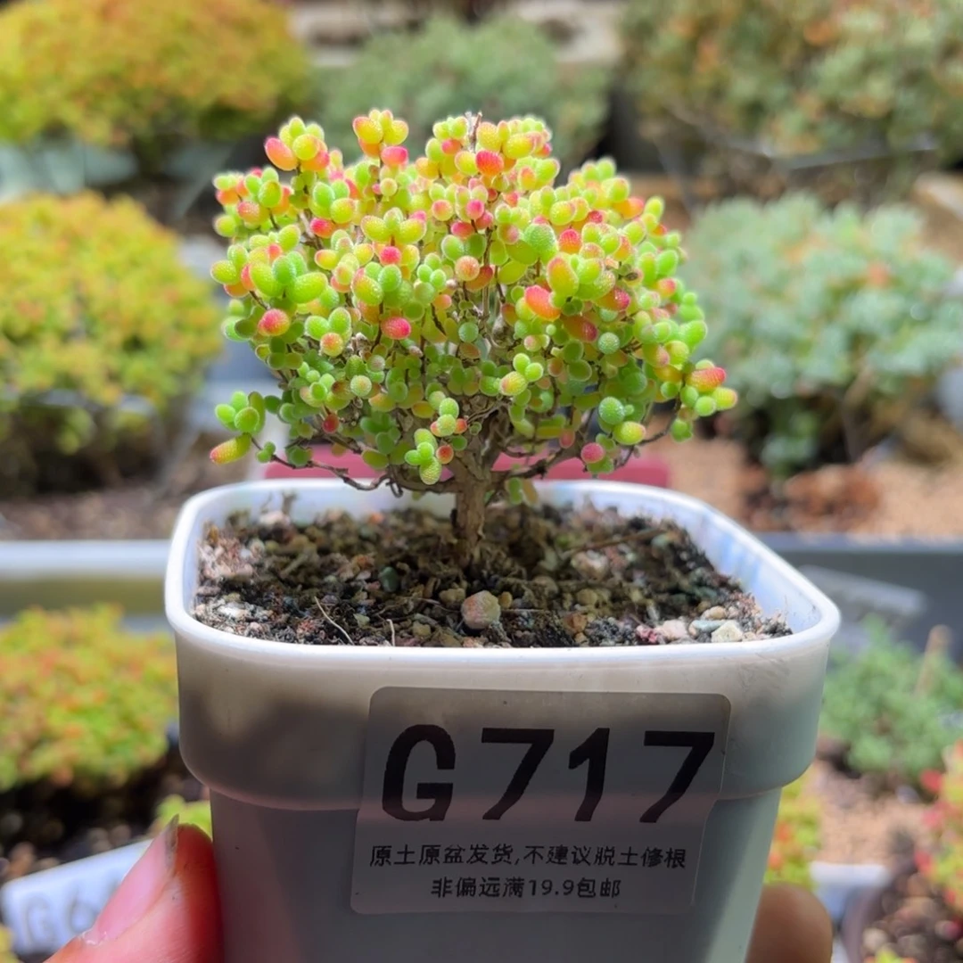 枝干番杏密橘糖球G717