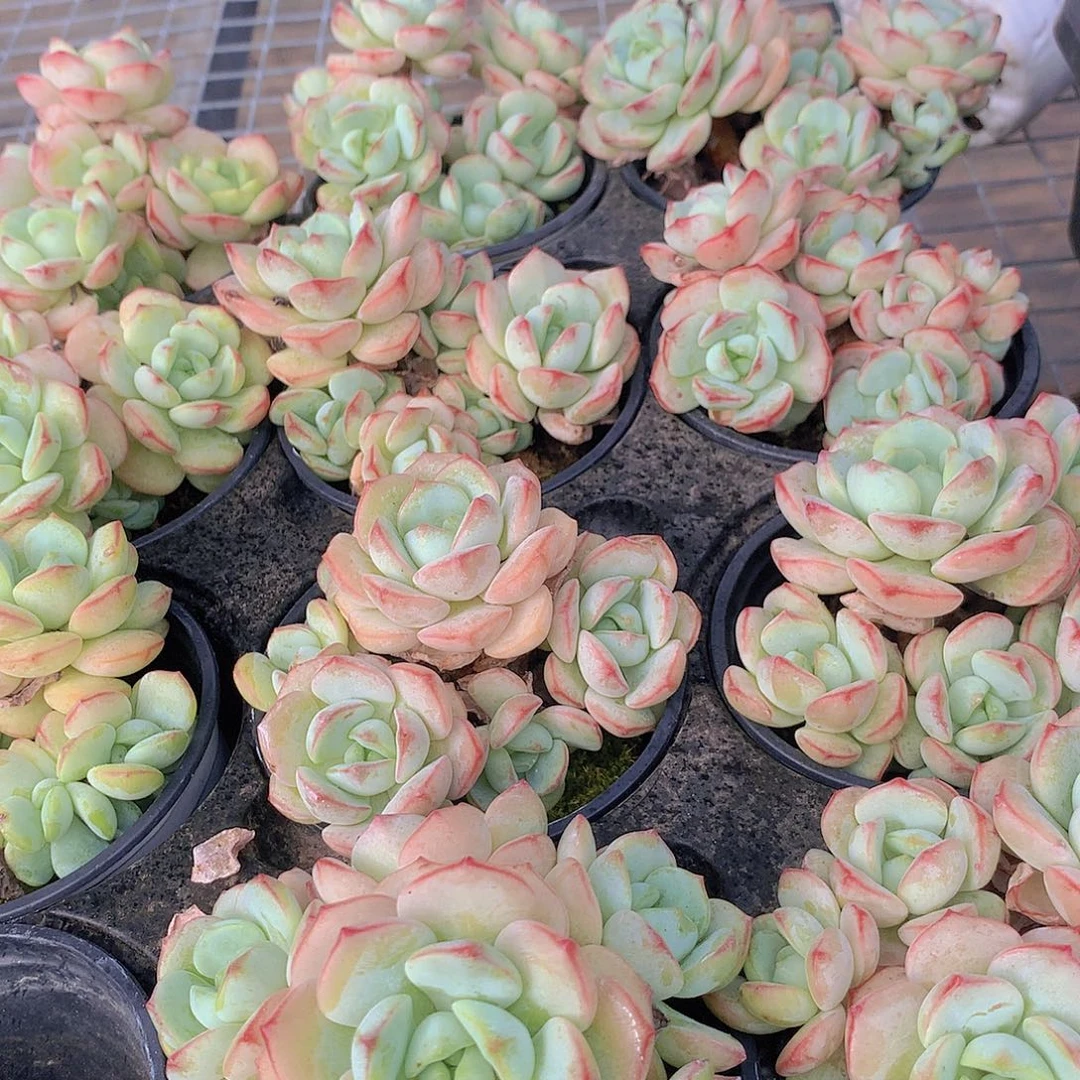 香草碧斯多头345778999900
