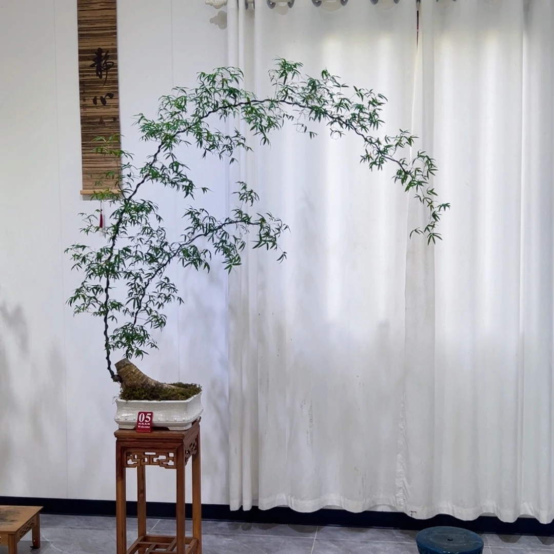 无花朵高提根双杆大飘