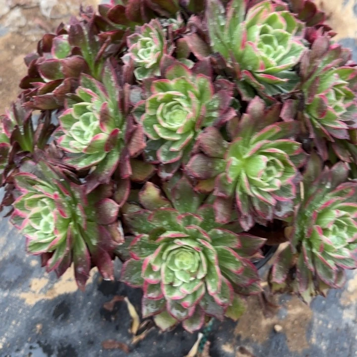 雁*莲花多肉断枝不包49