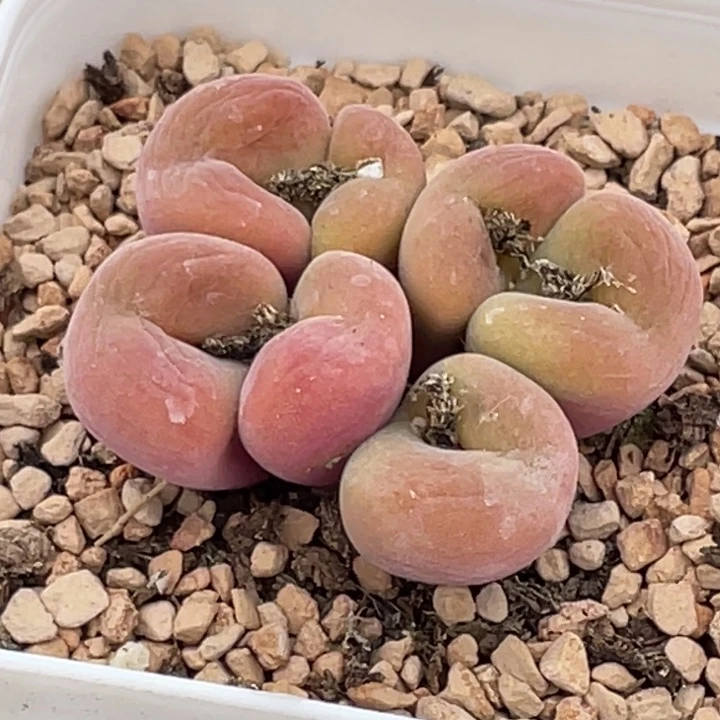 七头空卡大母本4公分