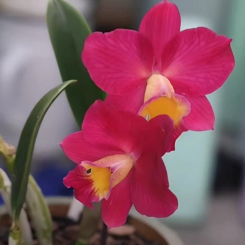 【零度生物】草莓卡特兰