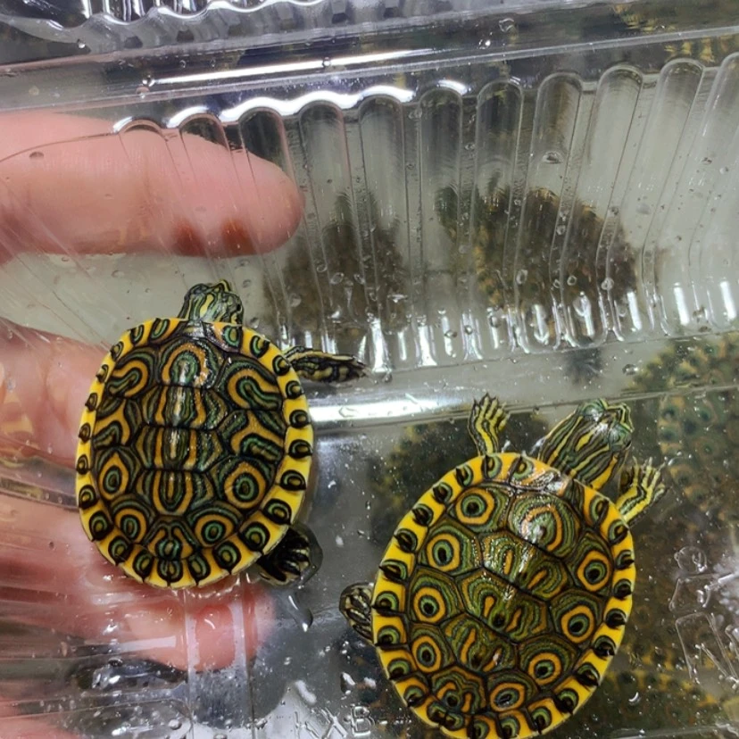 【闪购商品】不分公母宠物龟2精品大河苗一只小歪甲
