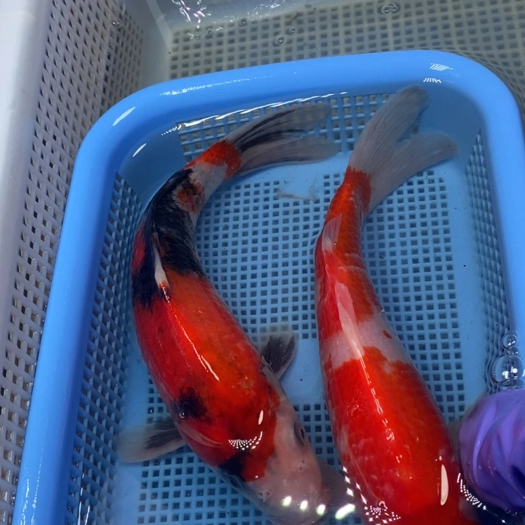 锦鲤冷水锦鲤包邮