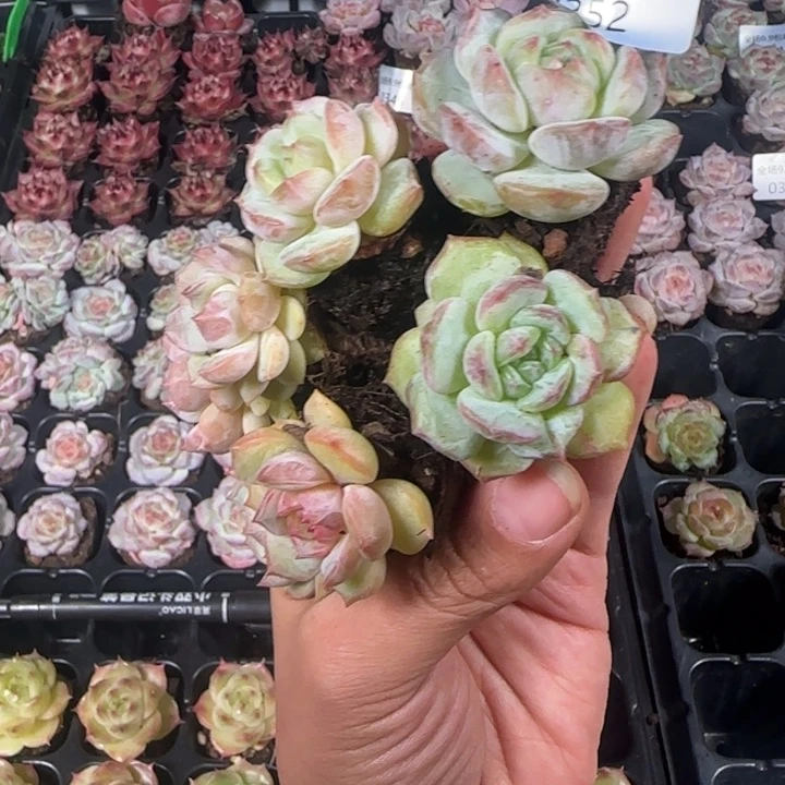 新店开播福利全场¥9.9包邮352