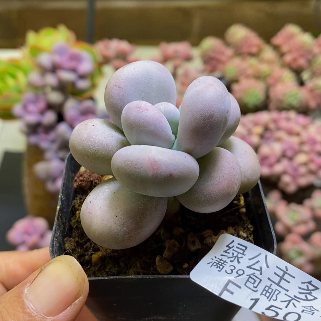 150芭比奶酪5cm多肉
