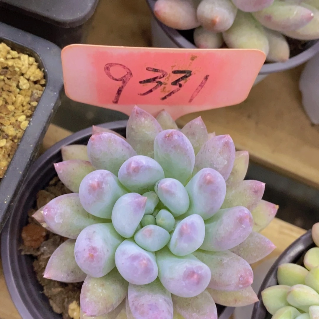 狂欢节快乐，第一场，一单就包邮