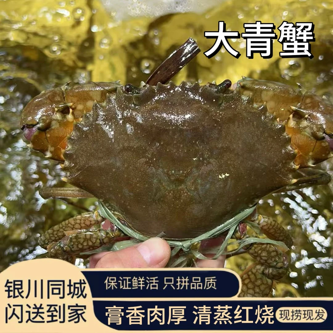 大青蟹 宁夏银川包邮包活